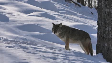 Coyote-Mira-Tu-Bosque-De-Invierno-Slomo