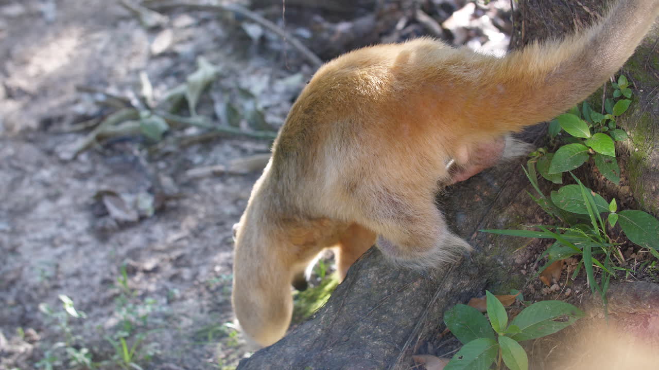 Formichiere maschio in uno zoo, Guyana francese.