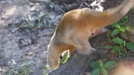 male anteater in a zoo french guiana.