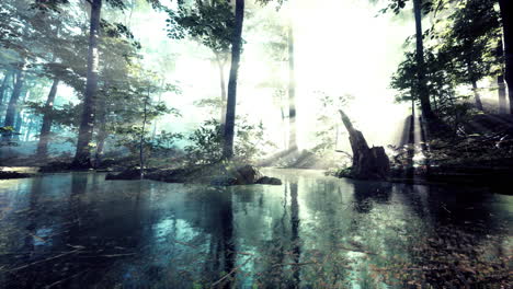 Panoramic-of-the-forest-with-river-reflecting-the-trees-in-the-water