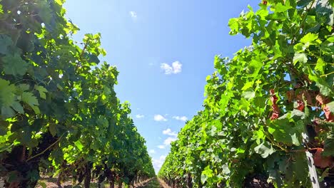 lush vineyard rows under a clear blue sky