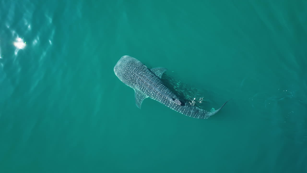 Aerial view above a whale shark (Rhincodon typus) diving in tranquil, clear water