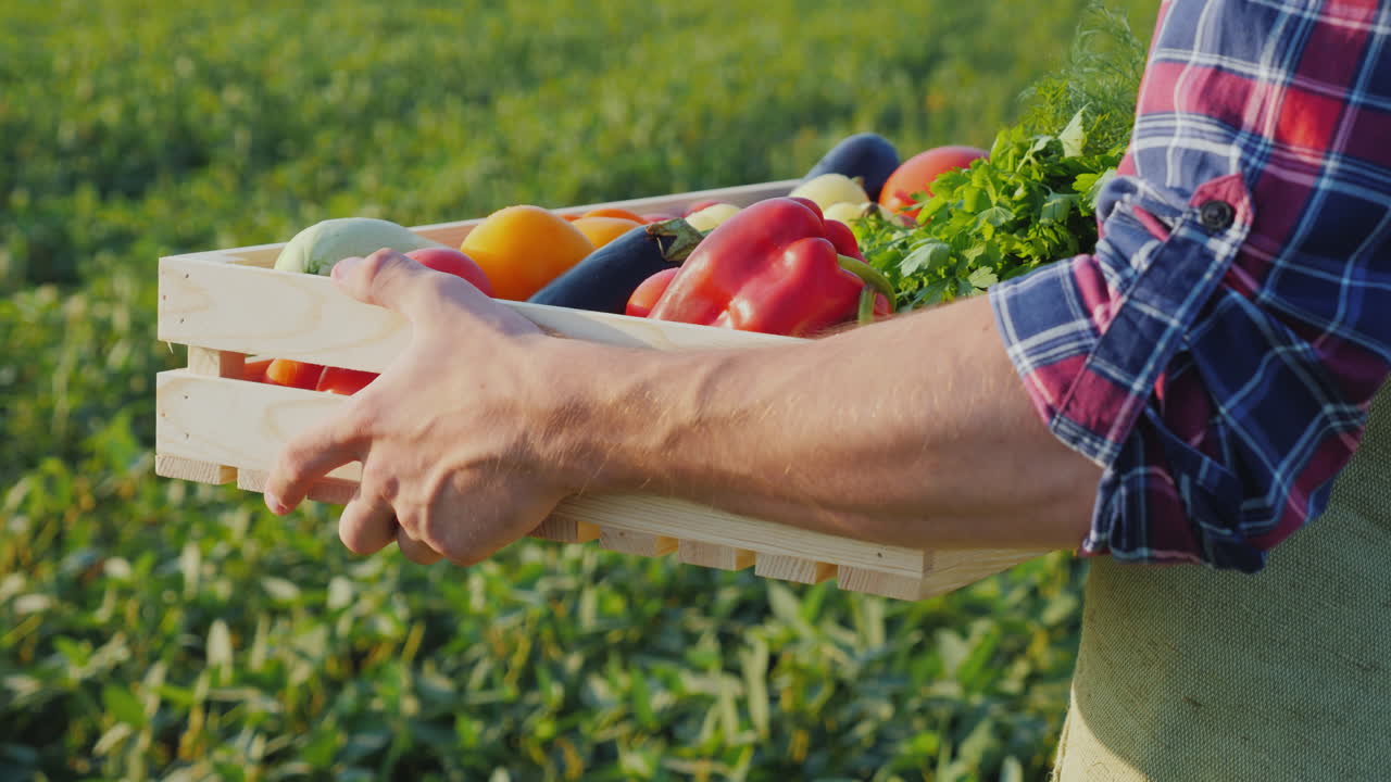 한 여성이 농부의 손에서 채소 한 상자를 가져옵니다. 신선한 채소는 들판에서 직접 가져옵니다.