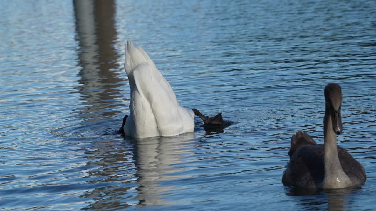 Swan Dabbling - Swan Dips Its Head Underwater To Feed, Searches For Food Beneath The Lake. - static shot