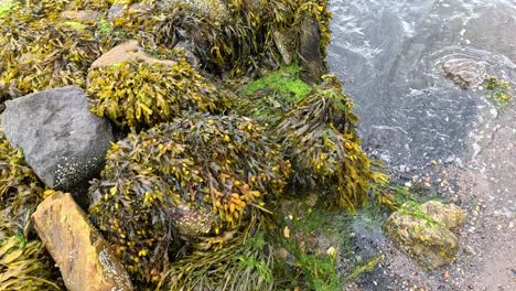 las olas golpean el muelle cubierto de algas en dysart, fife