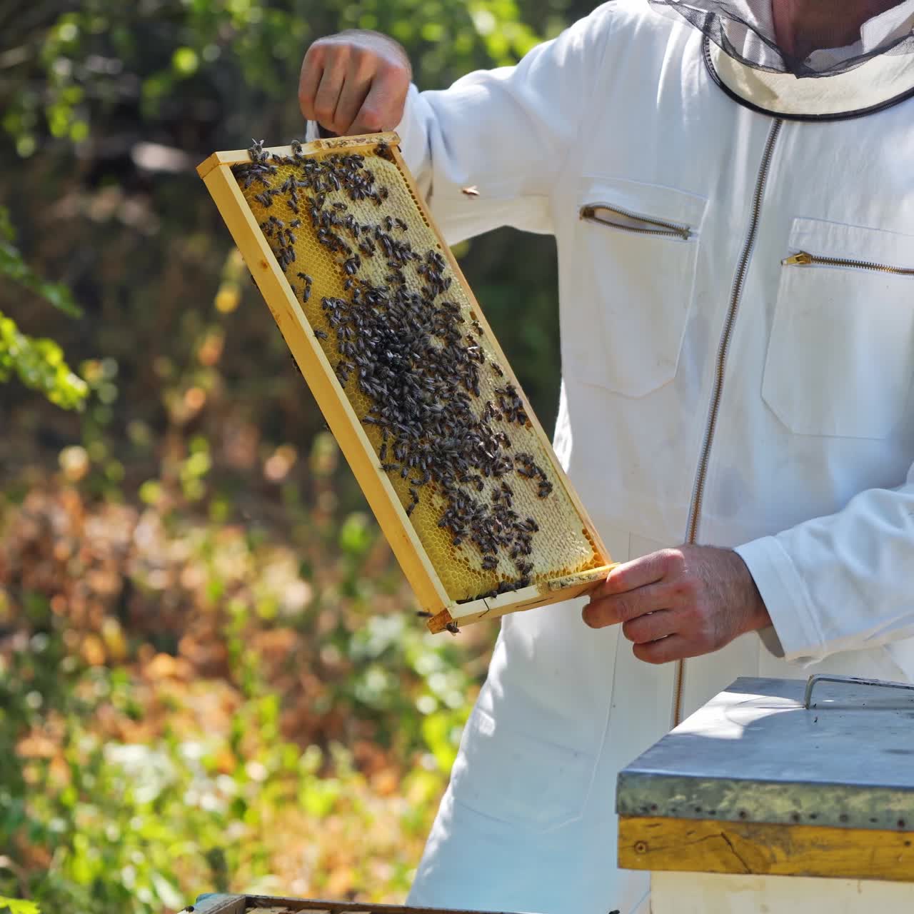 Frame full of bees in beekeeper's hands. Apiarist in white protective suit showing bees frame on summer nature background
