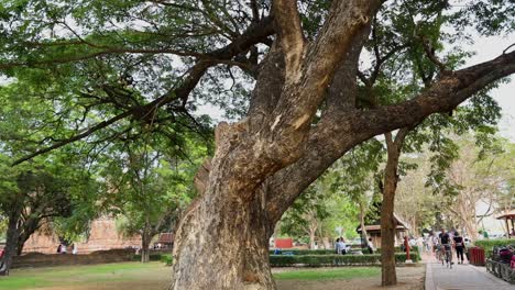 large tree in historic ayutthaya park