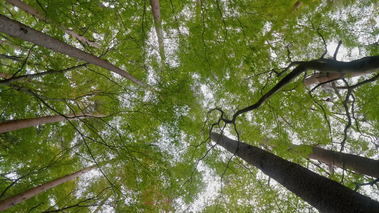 Splendida foresta verde con molti alberi