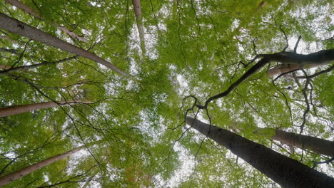 hermoso un montón de árboles en el bosque verde