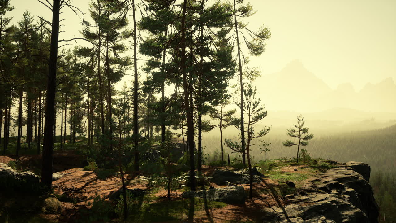늦은 여름 저녁에 깊은 스칸디나비아 숲