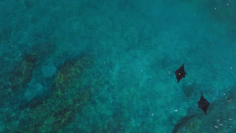 Mantarrayas-Deslizándose-Por-El-Agua-Cerca-De-La-Costa-De-Bali,-Antena