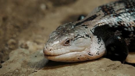 reptil eslizón de lengua azul descansando sobre las rocas en el desierto australiano