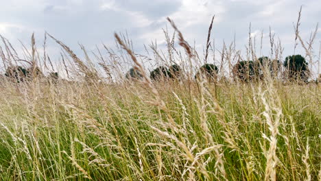 Golden-grasses-sway-in-the-wind-on-green-marshland-as-insects-fly-past-and-a-row-of-trees-are-seen-in-the-background-on-a-cloudy-day