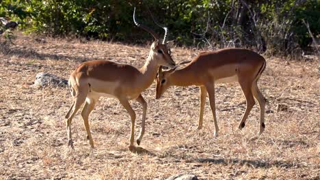 Impala-Freundlicher-Streit