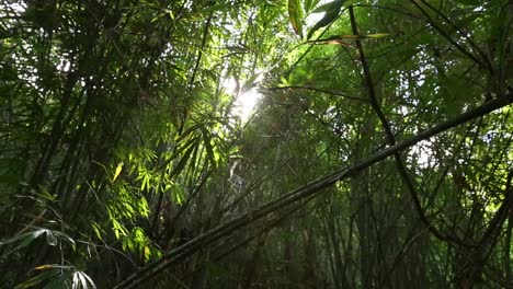 bamboo trees and sunrise