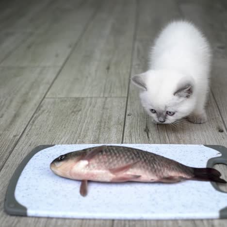 cat and big fish on plate