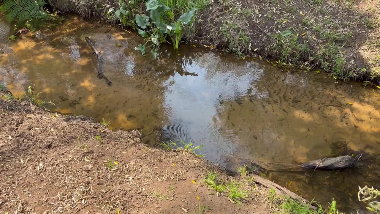 High-angle view of a shallow, muddy creek reflecting the sky and surrounding trees, with a dry, textured dirt bank in the foreground.