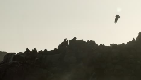 Silhouetted-Seals,-Sea-Lions-and-Seabirds-on-a-Rocky-Beach,-Sunset