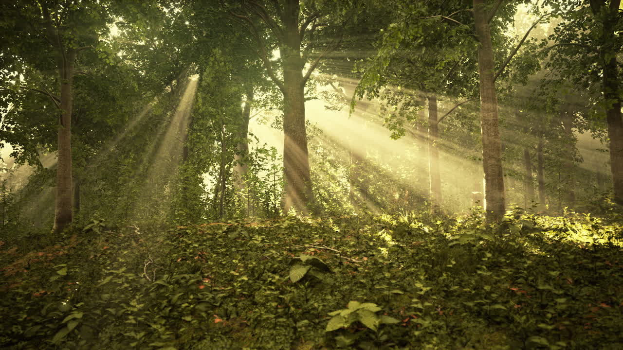 안개가 가득한 아침에 신비로운 나무