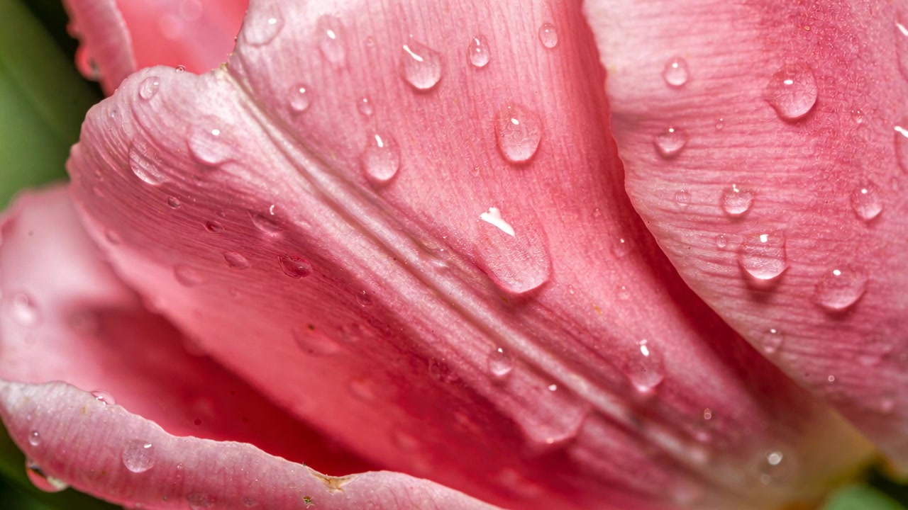 La telecamera si avvicina rivelando un petalo di tulipano rosa che trattiene chiare goccioline d'acqua in un'aiuola dopo la pioggia.