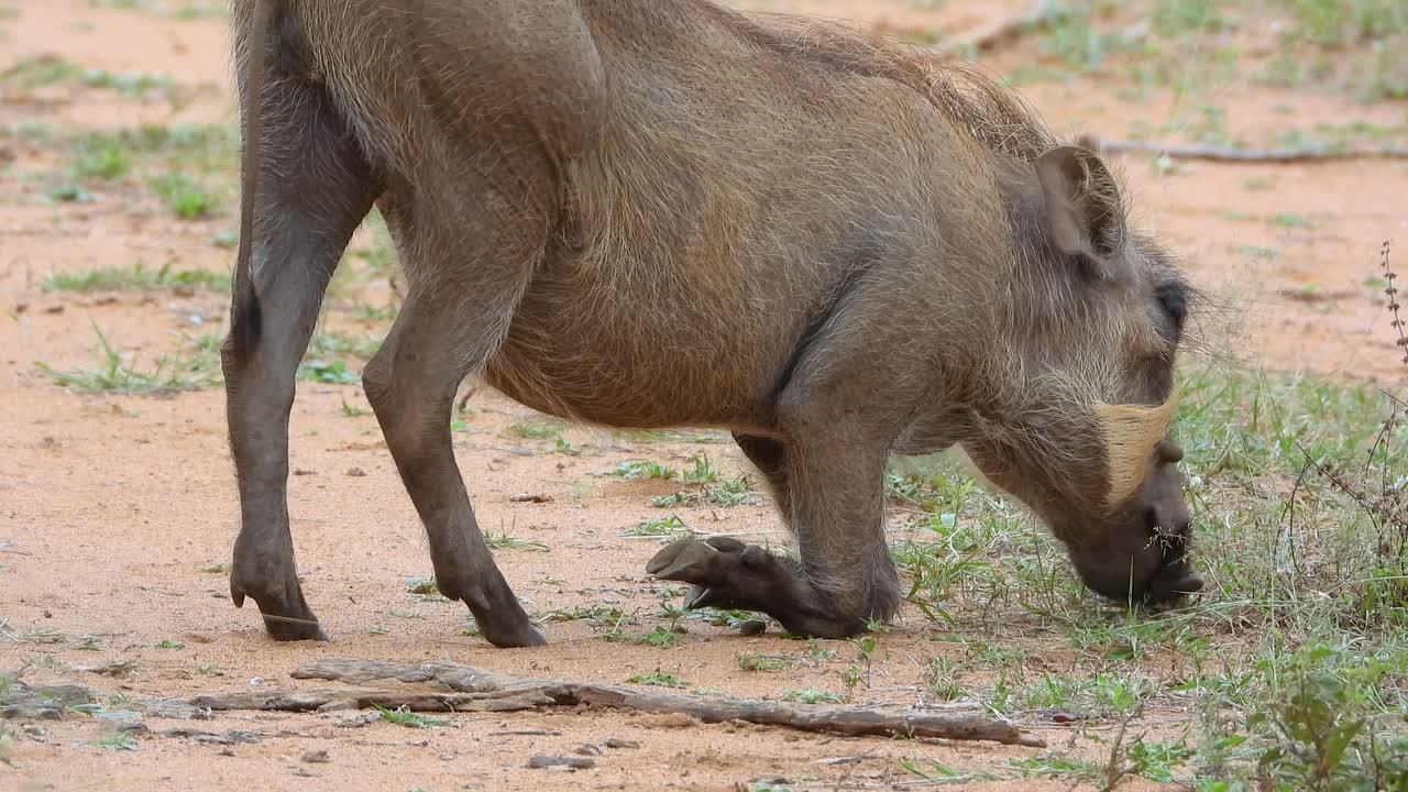 Warthog foraging in natural habitat, kneeling on front legs, snout to ground, searching for food on dusty African terrain. Tusks and coarse fur against arid landscape with sparse vegetation.