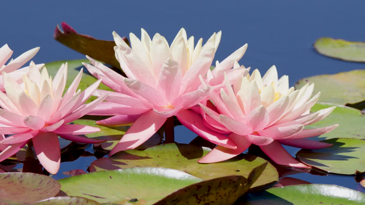 Close-up of pink water lilies and green pads on calm pond, bright daylight, steady camera