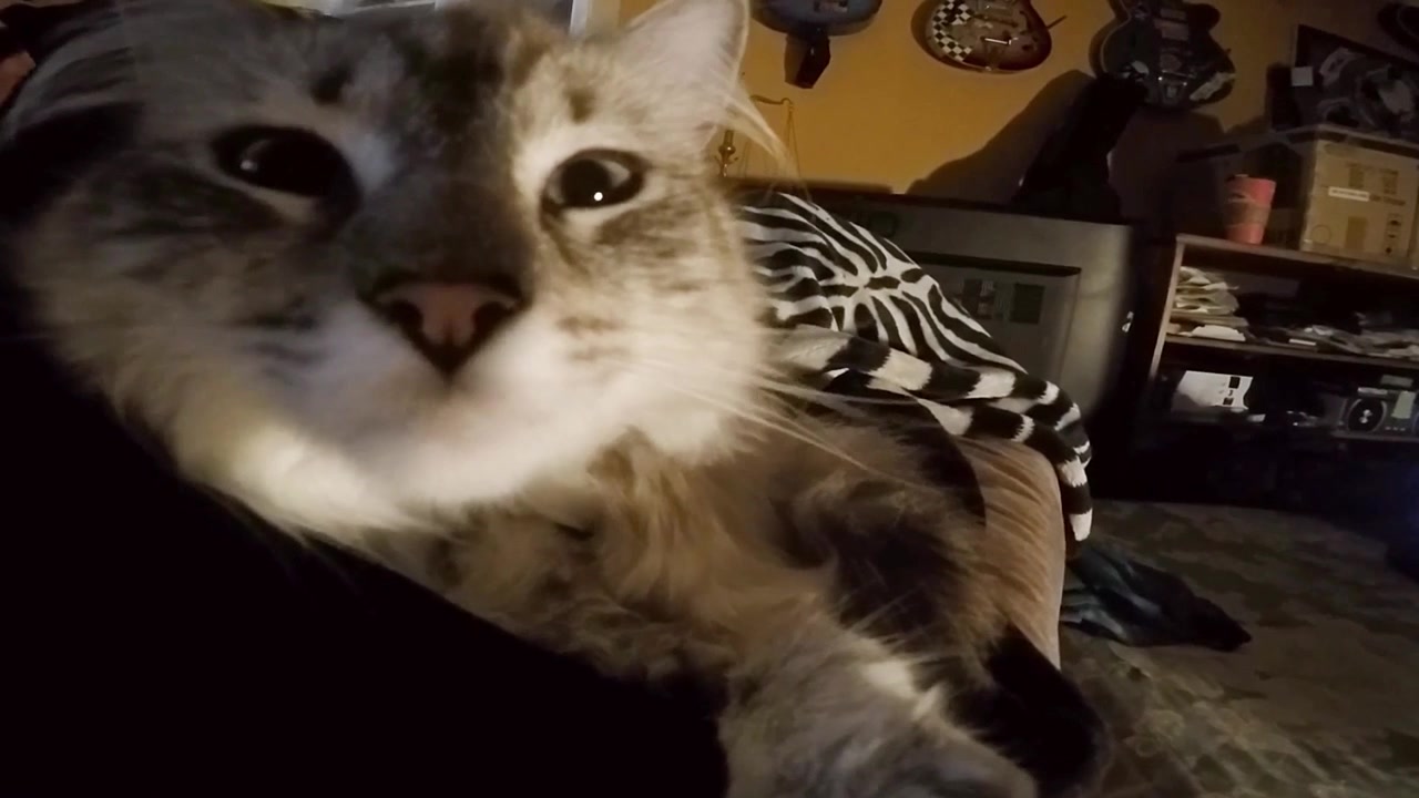 Gato branco fofo é acordado do sono
