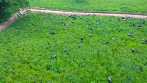 water-buffaloes-grazing