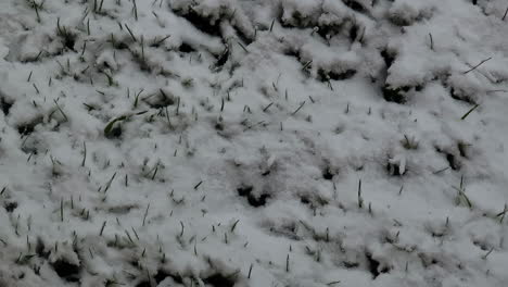 grass partially covered by freshly fallen snow, creating a delicate winter scene