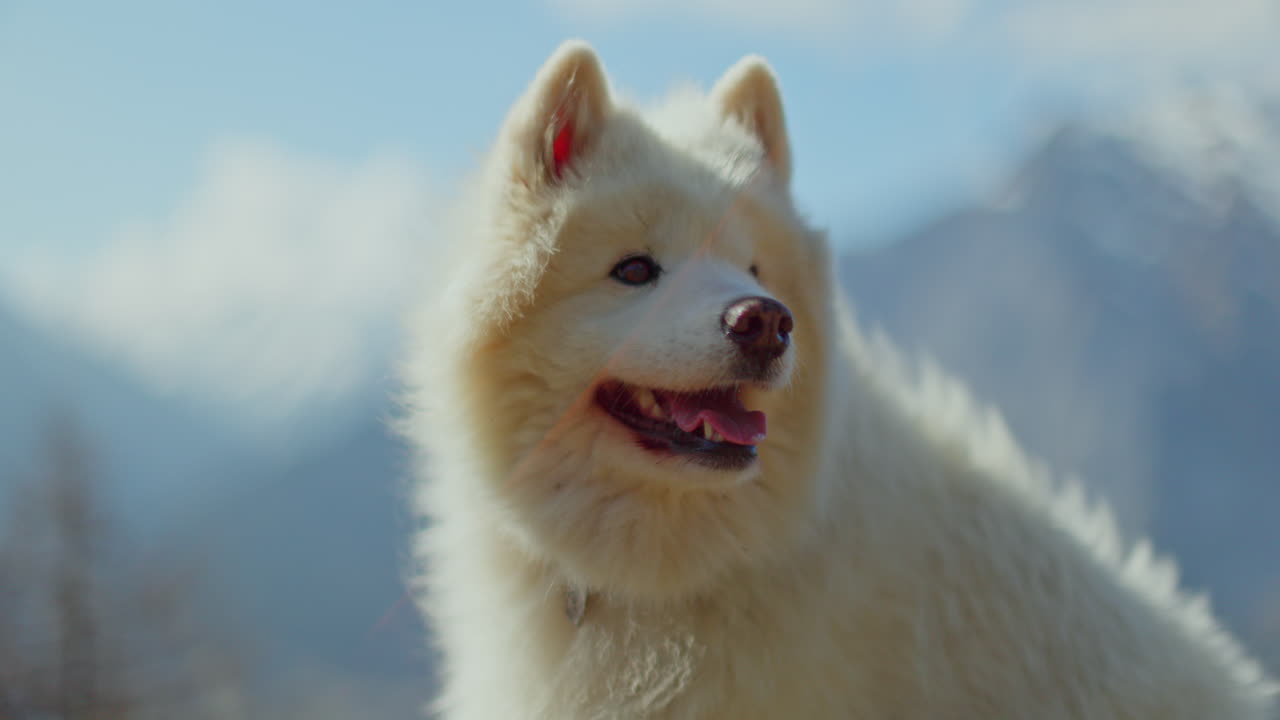 Samoyed and Shetland Sheepdog playing joyfully on a mountain field, surrounded by stunning alpine views and clear skies.