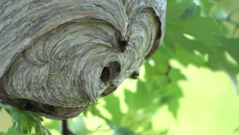 A-paper-wasp-nest-hanging-from-a-tree-in-the-woods-in-the-wilderness-in-the-summertime