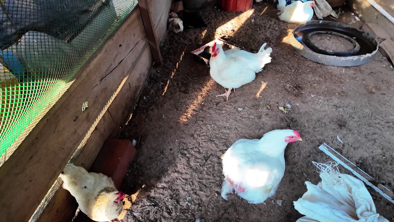 가금류가 자유롭게 돌아다니는 차분한 농장 생활의 순간을 보여주는 탑다운 틸트 샷이에요