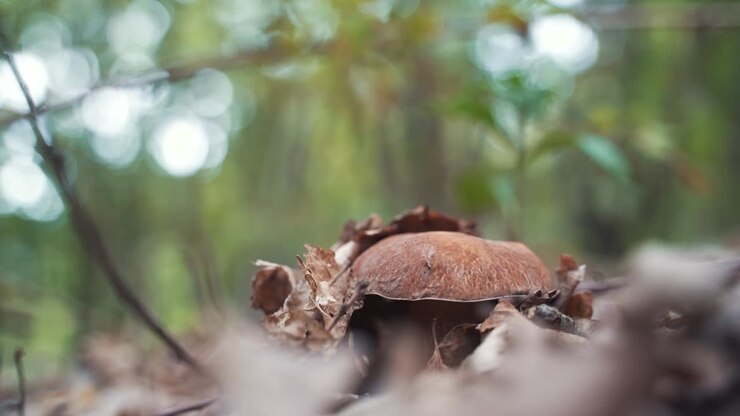 A porcini mushroom hidden under dry leaves