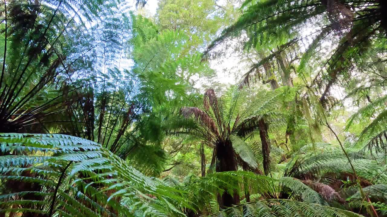 Lush green ferns and trees in rainforest