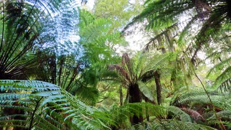 lush green ferns and trees in rainforest