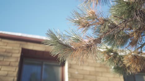 pine tree needles soft focus before a house and a blue sky