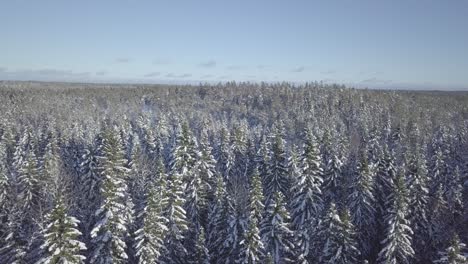 aerial drone shot of nordic pine forest covered in snow on sunny winter day