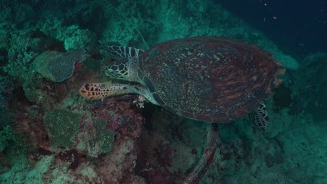 wide angle shot of a hawksbill sea turtle feeding on a sponge on a tropical coral reef