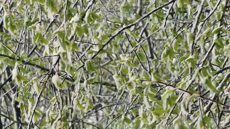 Snowfall in spring on green leaves