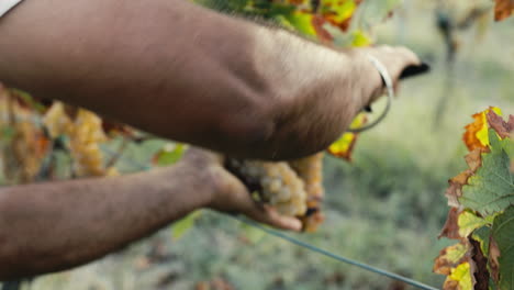 harvesting white grapes