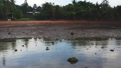 Dog-running-over-tropical-jungle-beach-uncovered-by-low-tide-into-sea