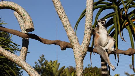 lemur climbing a tree in melbourne zoo