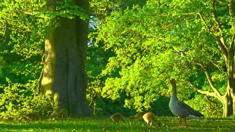 Möwen-Und-Babymöwen-Essen-Zusammen-Pildammsparken-In-Malmö-Schwedische-Natur-In-Malmö-Wilder-Schuss