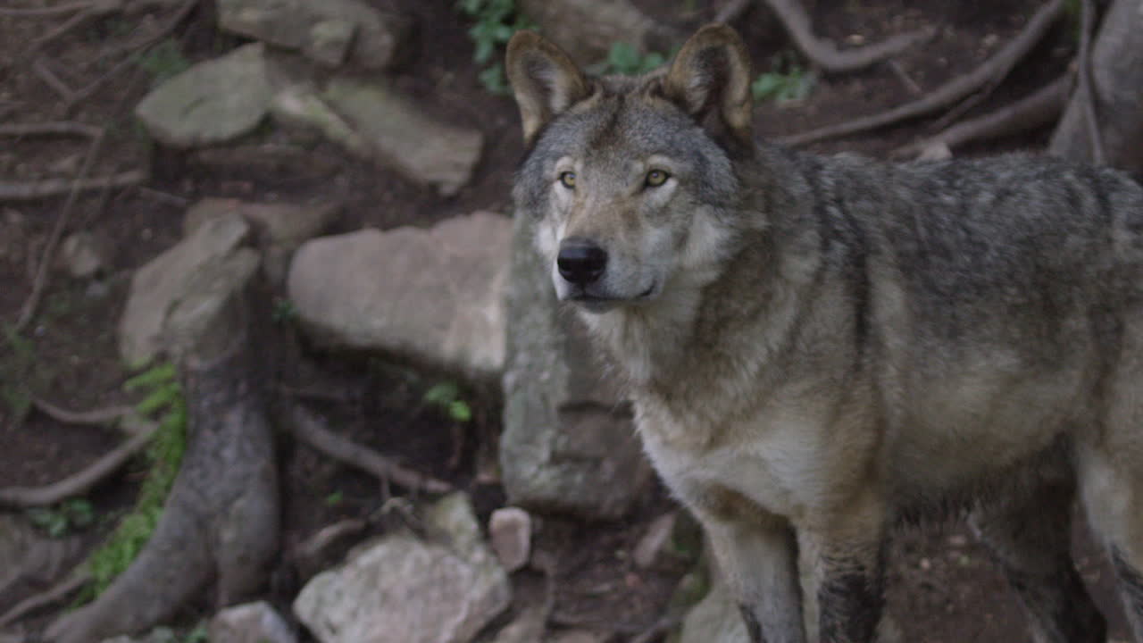 lobos en el bosque boreal canadiense