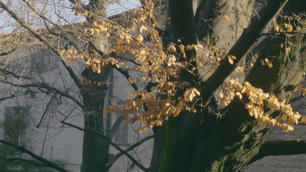 가을의 나무, 노란 잎의 가을