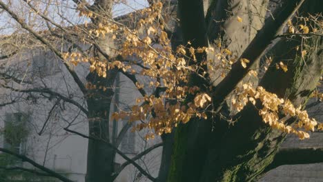 Trees-in-autumn,-fall-of-yellow-leaves