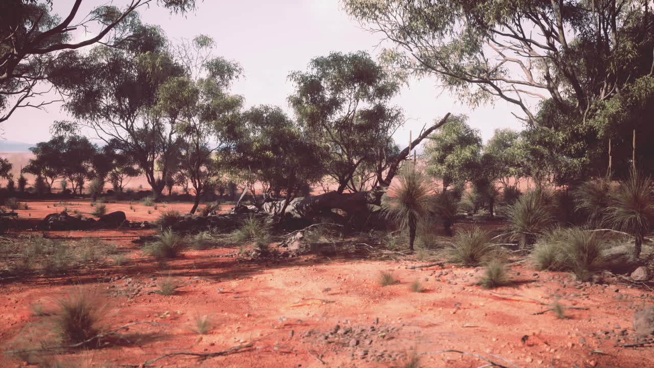 paisaje del interior de australia: tierra roja y eucaliptos