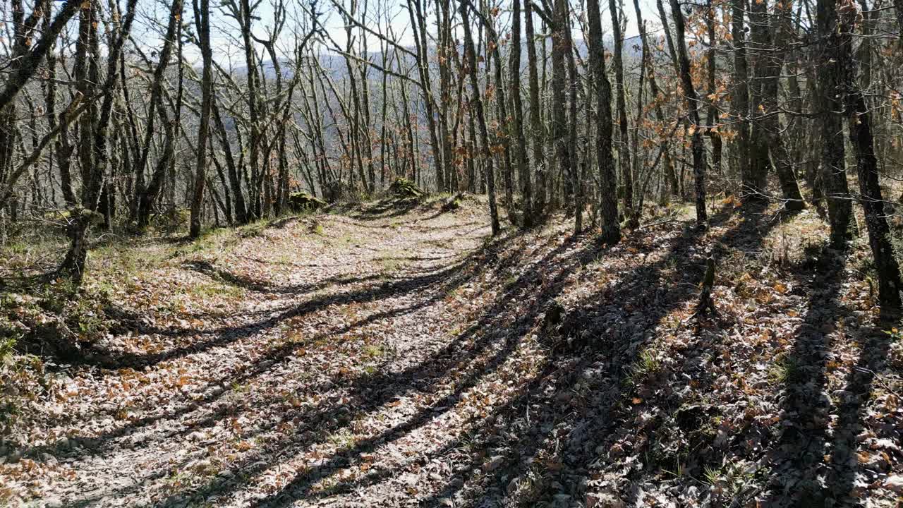 Walking along path with sun flare between leafless oak and chestnut trees in rural Ourense Spain mountains