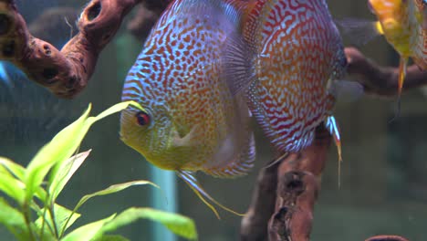 deep red turquoise discus fish in aquarium chased by another discus fish