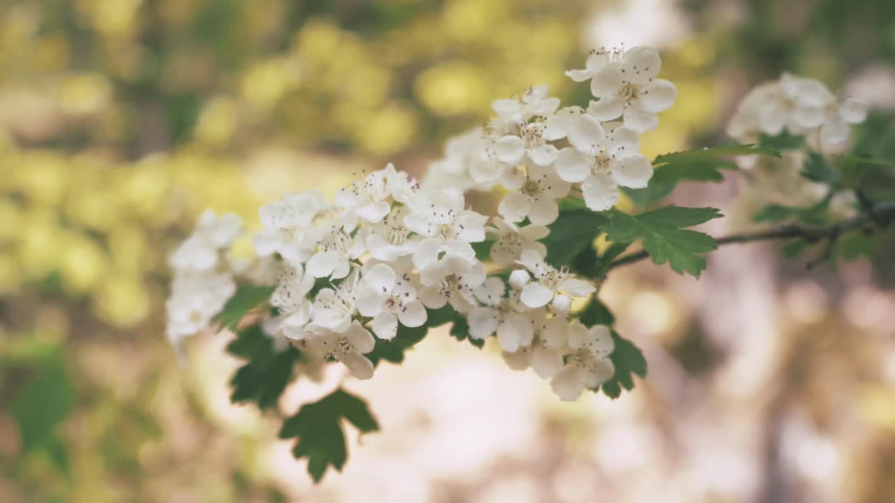 Close-up of small white spring flowers on a branch with blurred background